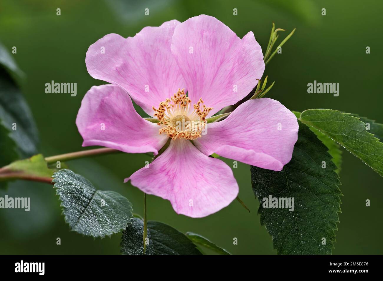 Immagine ravvicinata del fiore di rosa selvaggio Prickly (Rosa acicularis) Foto Stock