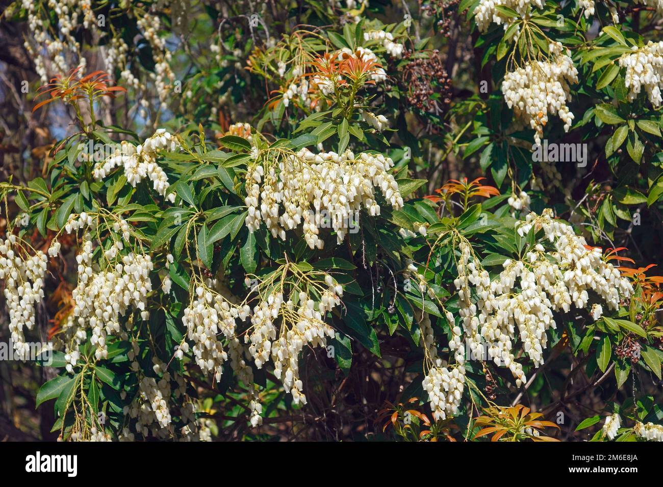 Primo piano dell'andromeda giapponese in fiore (Pieris japonica) Foto Stock