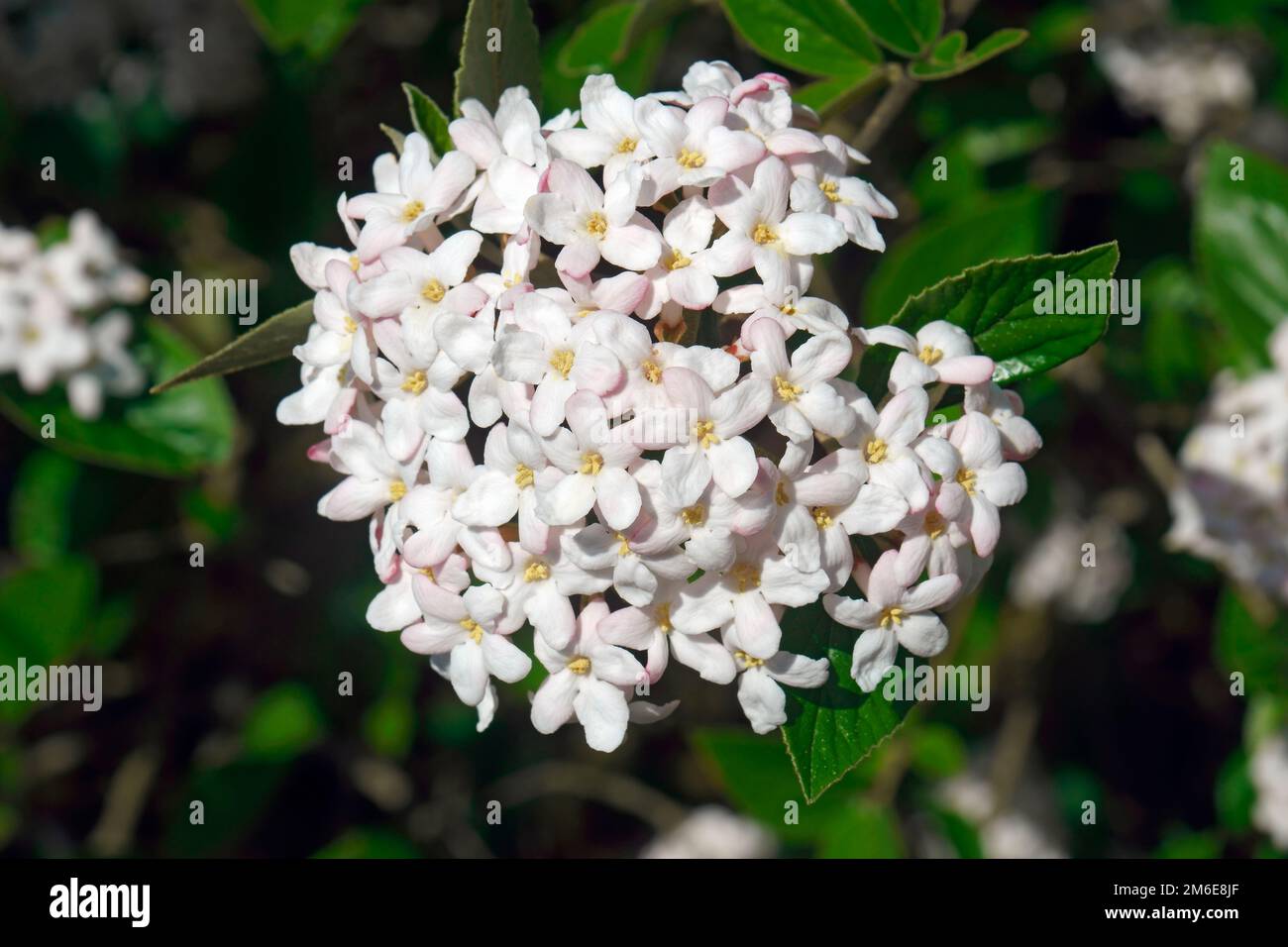 Primo piano dei fiori di Mohawk viburnum (Viburnum x Burkwoodii Mohawk) Foto Stock