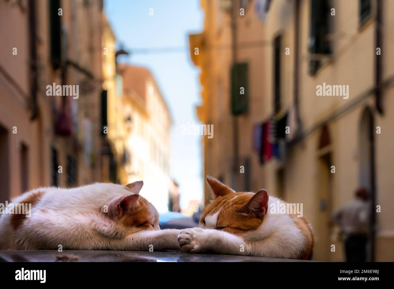 Due gatti che dormono sul tetto di un'auto nel centro storico di Alghero Foto Stock