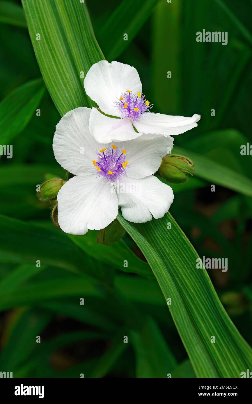 Immagine ravvicinata dei fiori di spiderwort della Virginia Foto Stock