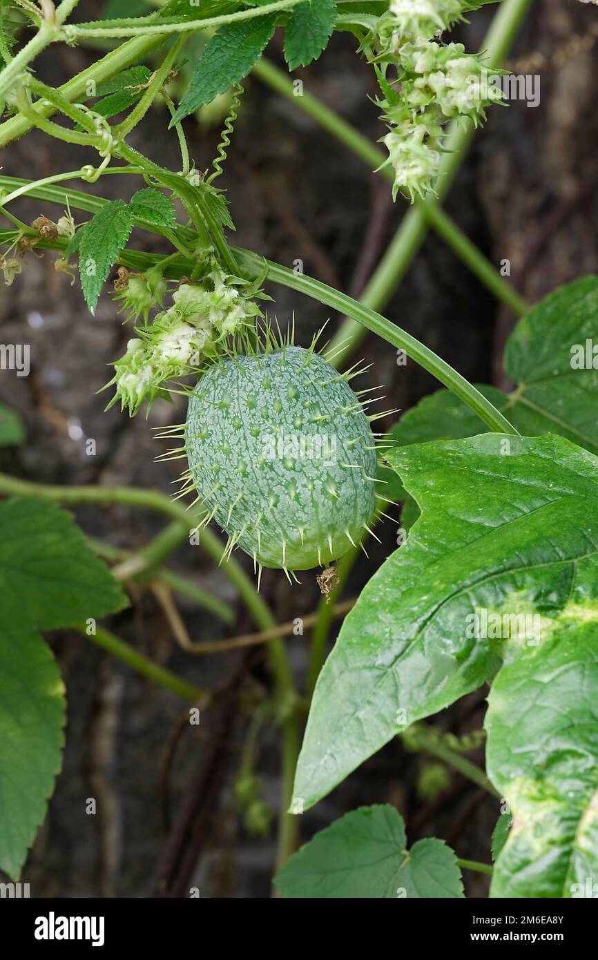 Immagine ravvicinata del frutto del cetriolo selvatico Foto Stock