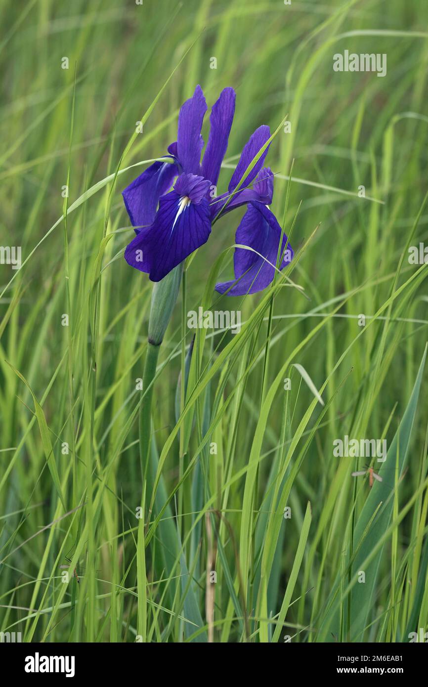 Fiore giapponese iris in habitat naturale Foto Stock
