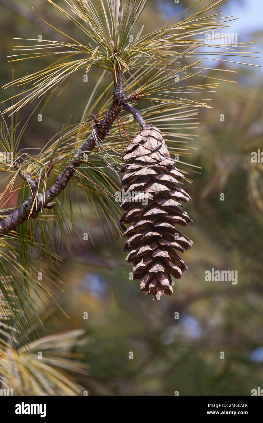 Immagine ravvicinata del cono di pino del Bhutan Foto Stock