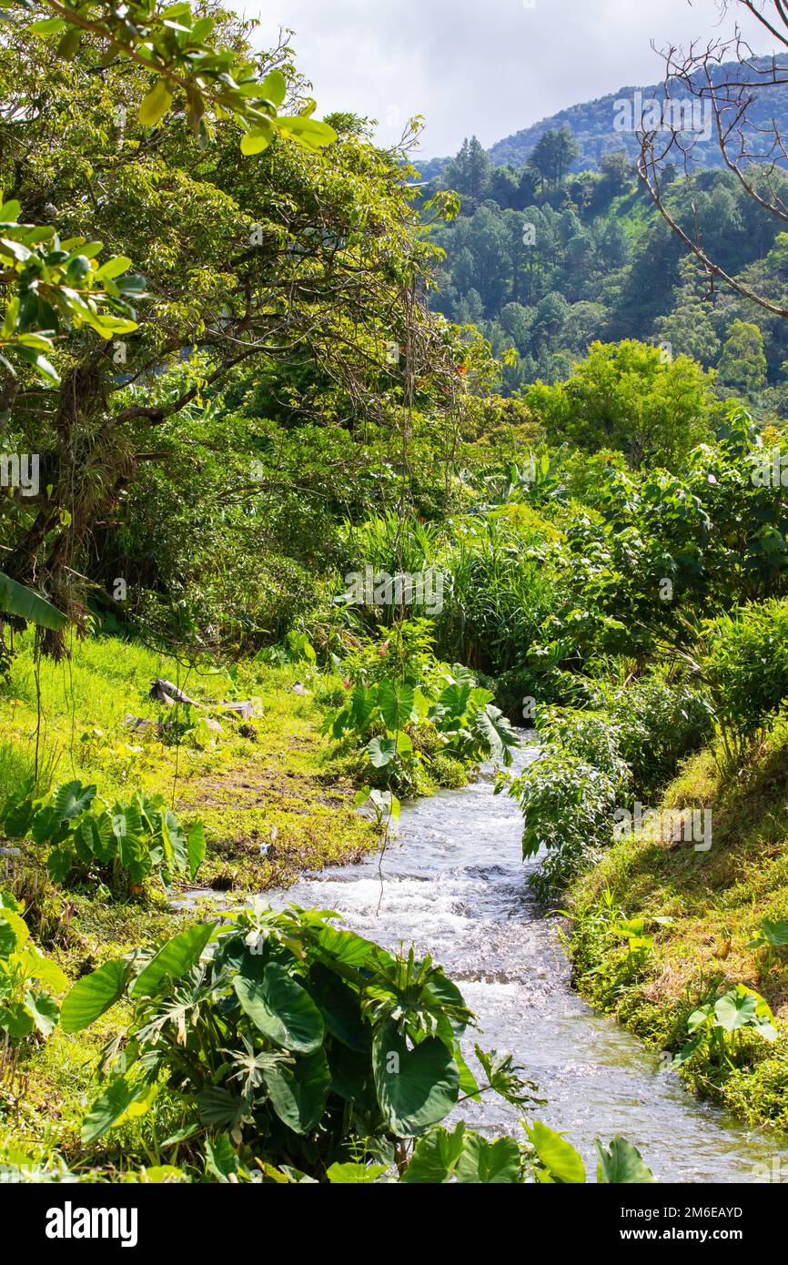 Costa Rica insenatura nella giungla tropicale Foto Stock