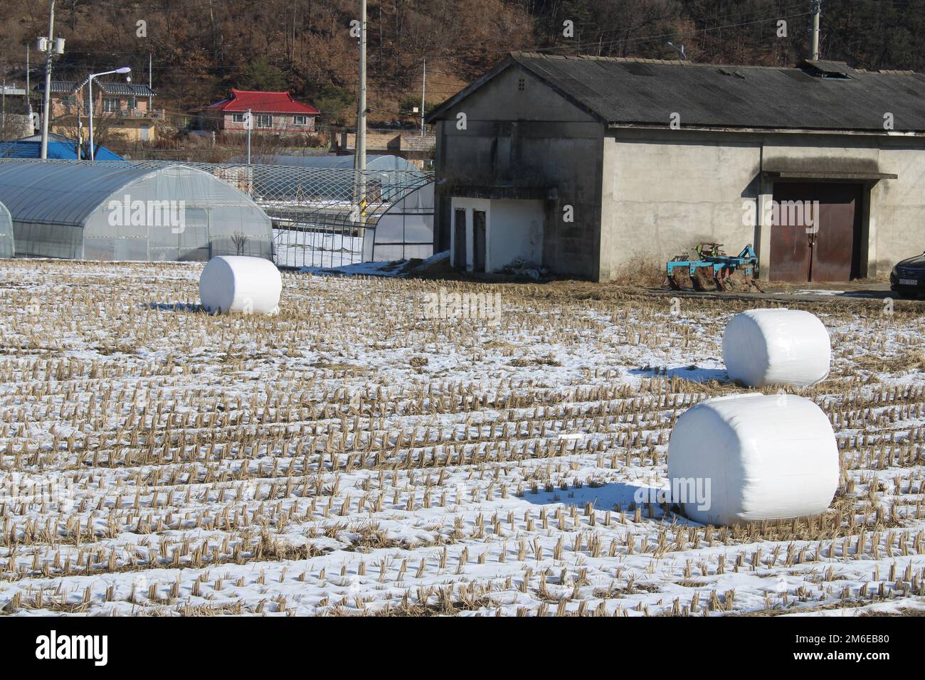 Balle di fieno avvolti come marshmallow su risaie invernali, nella campagna coreana Foto Stock