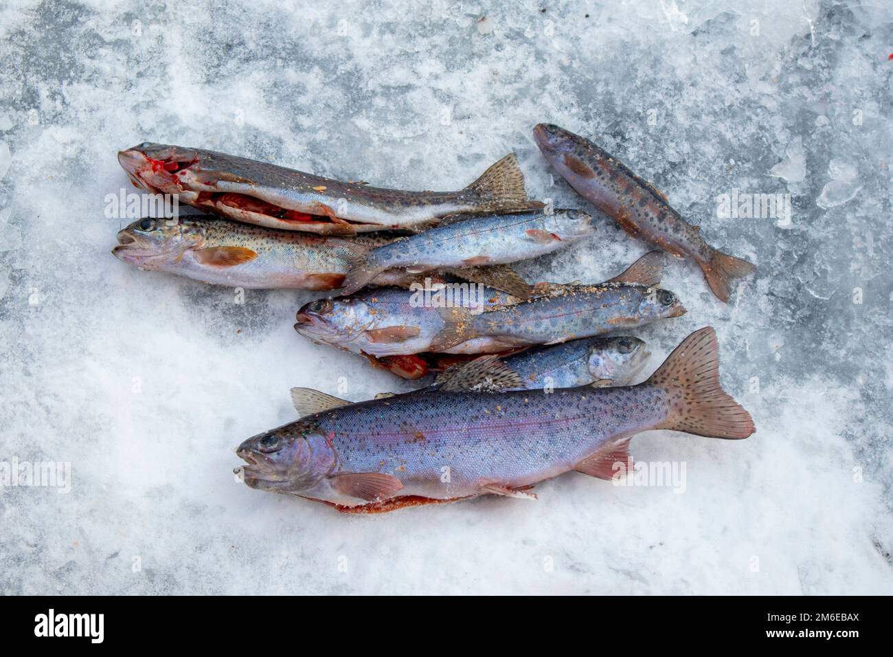 pesca invernale. pesce appena pescato su ghiaccio Foto Stock