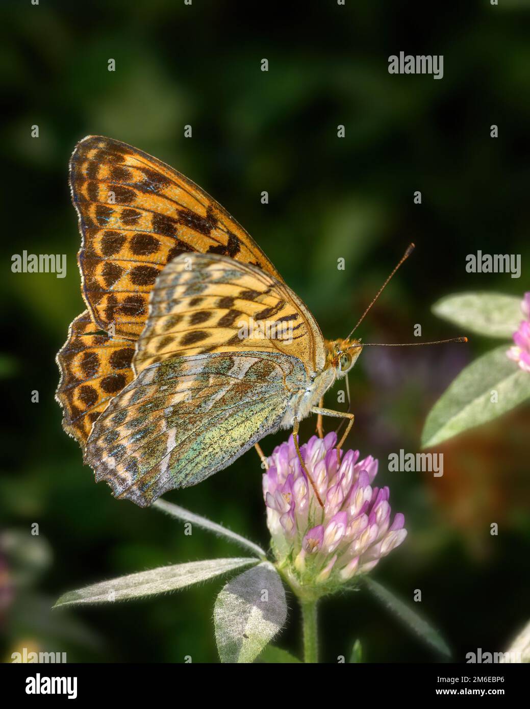 Una farfalla arancione siede su un fiore Foto Stock