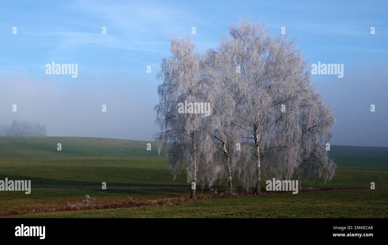 Birches nell'ultimo hoarfrost Foto Stock