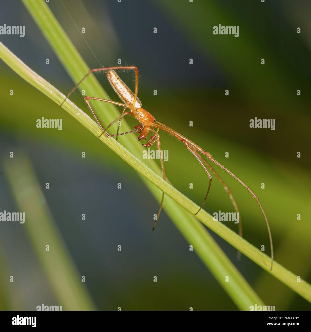 Spider su una foglia verde primo piano Foto Stock