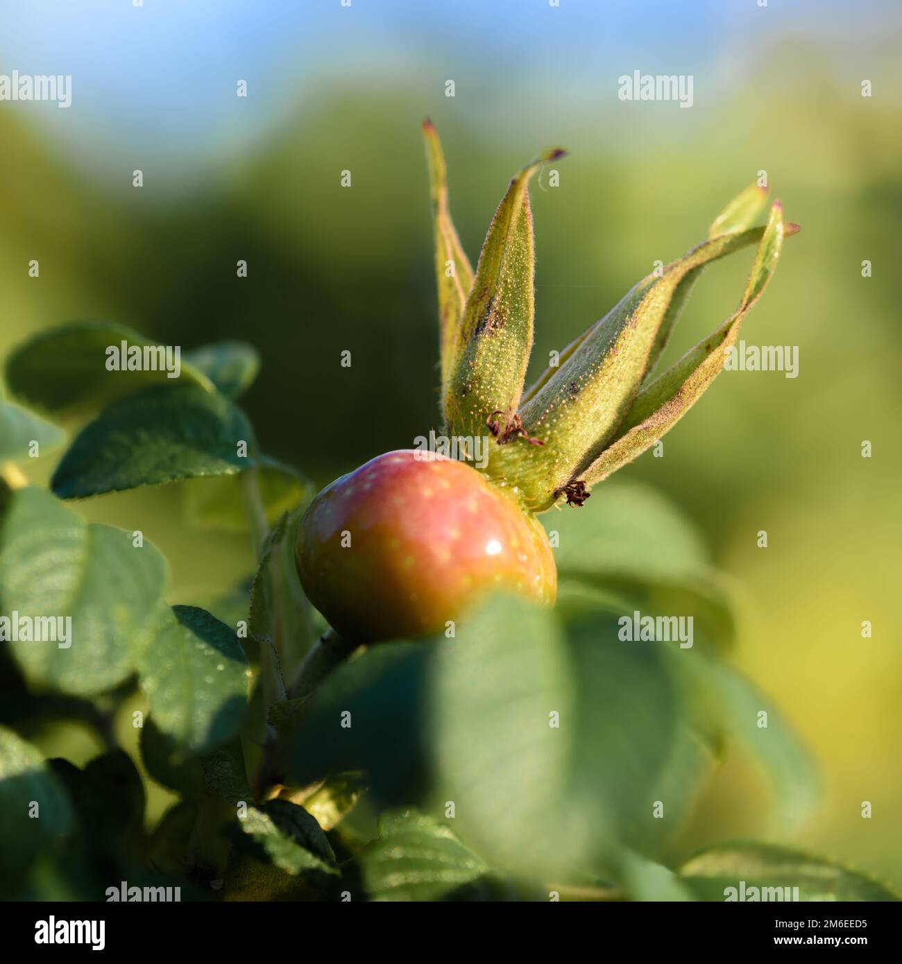 Rosa rossa Bud Foto Stock