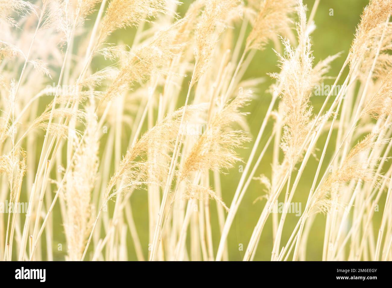 Pannocchie di erba alta asciutta come sfondo. Primo piano Foto Stock