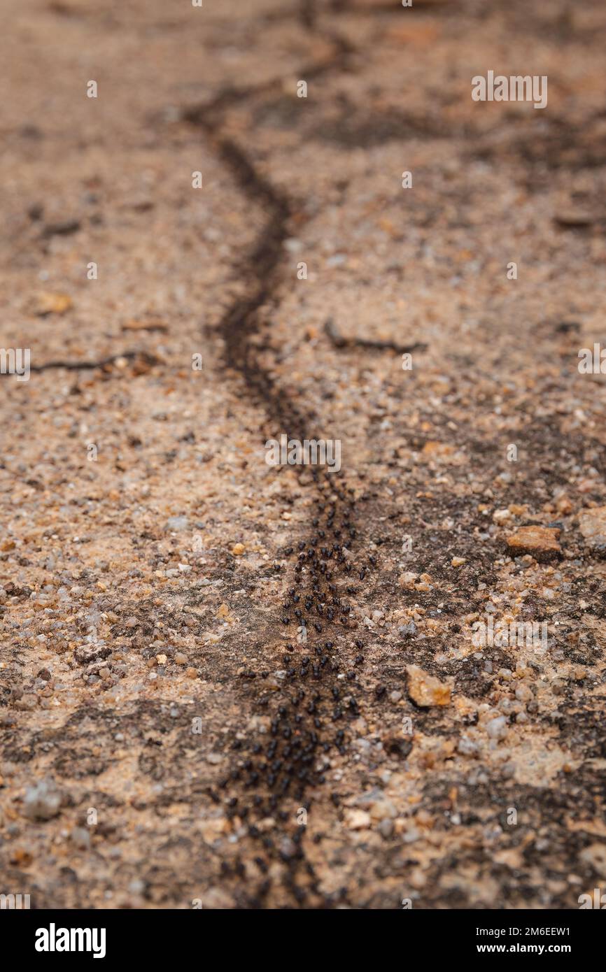 Lungo sentiero di formiche nere su una roccia gialla in una foresta Foto Stock