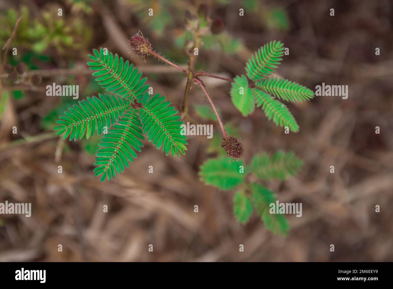 Foglia di Touch-me-non pianta (Mimosa pudica), primo piano in natura. Foto Stock