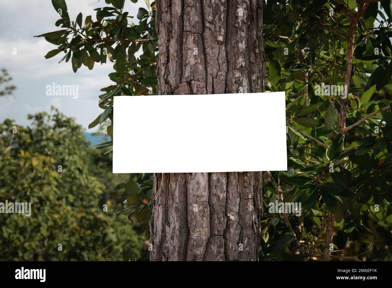 Segno bianco vuoto su un albero in foresta tropicale con percorso di ritaglio Foto Stock