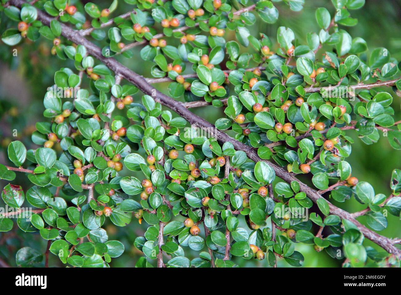 Cotoneaster orizzontale Decne. Texture da foglie verdi di Cotoneaster. Fogliame e frutti di bosco non maturi Foto Stock