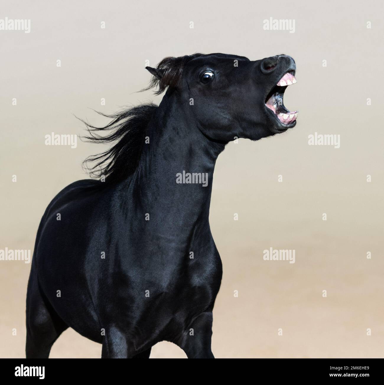 Cavallo americano in miniatura arrabbiato. Verticale di stallone nero. Foto Stock