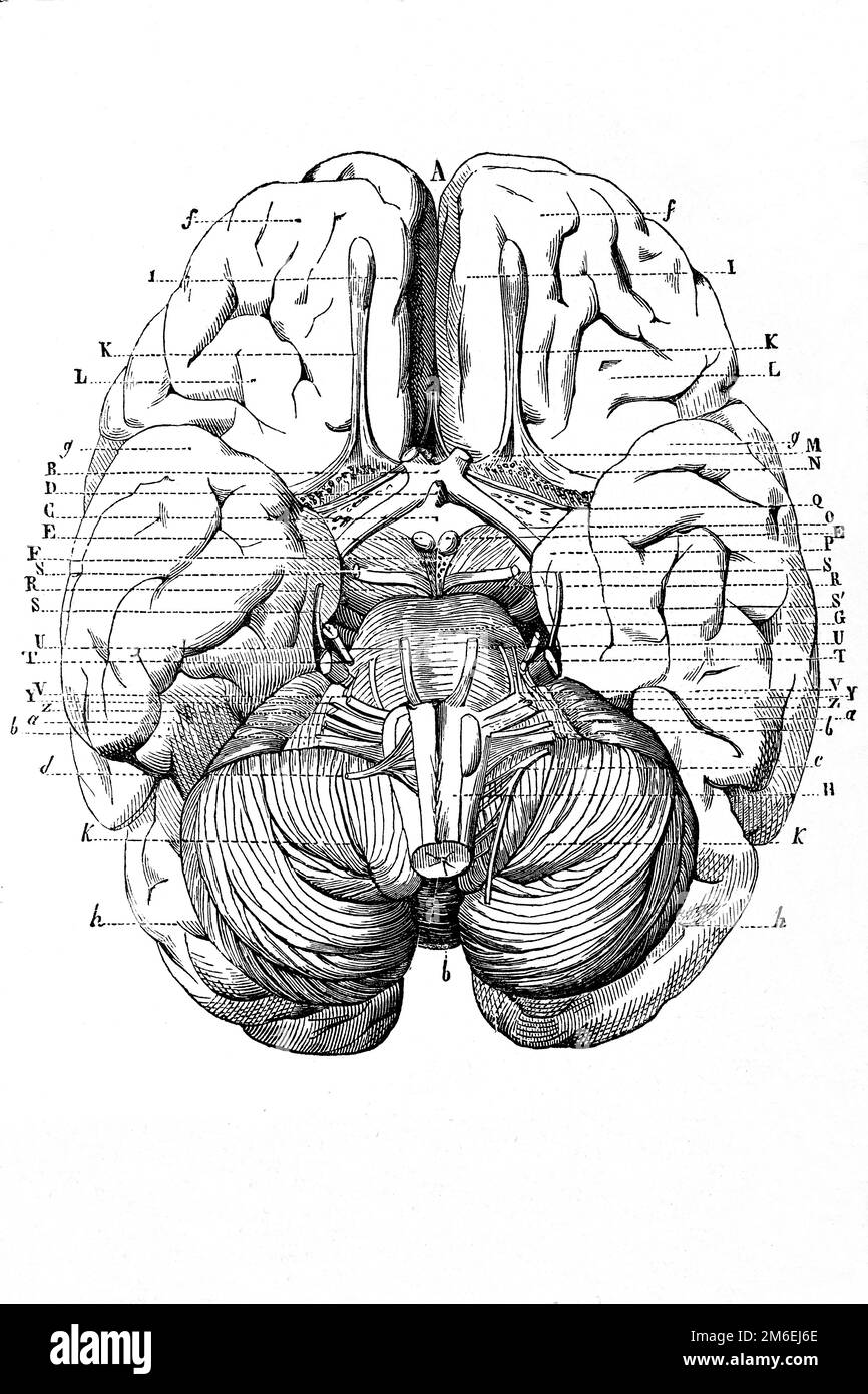 Diagramma del cervello umano. Antica illustrazione da un libro medico. 1889. Foto Stock