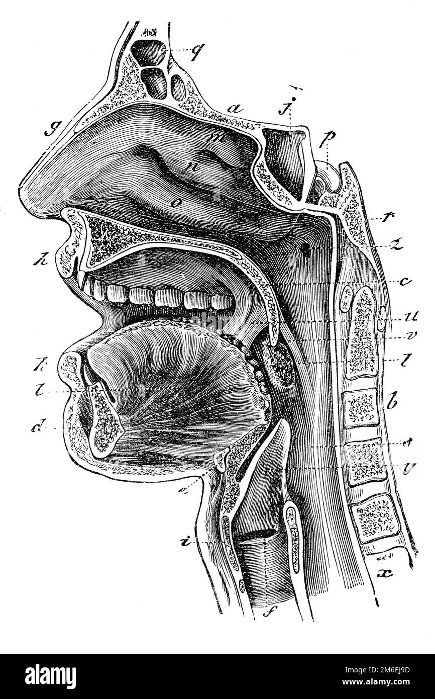 Diagramma della cavità orale e della gola. Antica illustrazione da un libro medico. 1889. Foto Stock