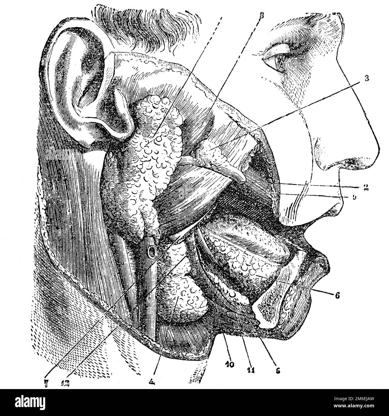 Cavità orale e ghiandole salivari. Antica illustrazione da un libro medico. 1889. Foto Stock
