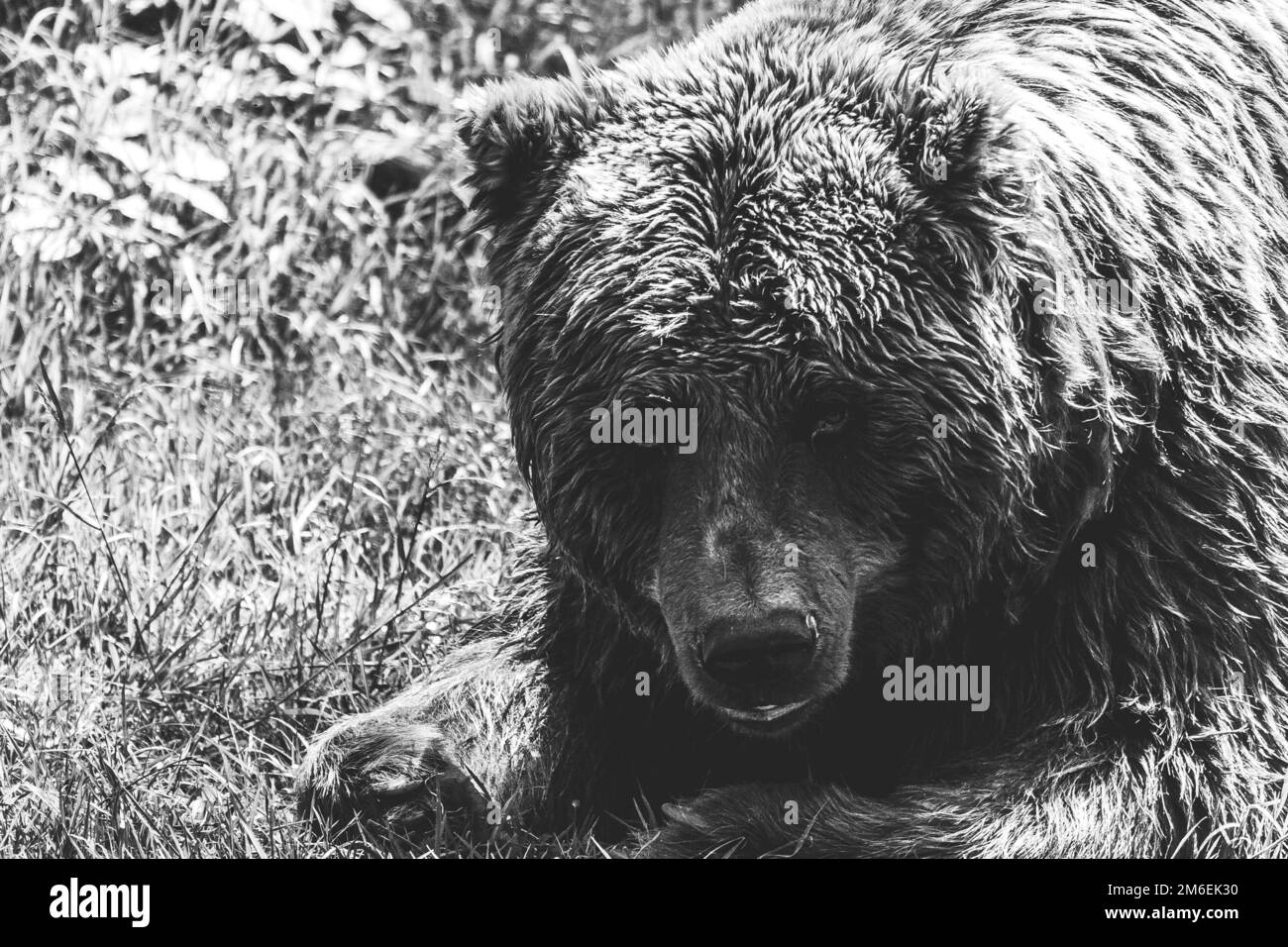 Un ritratto bianco e nero di un orso bruno grizzly sdraiato nell'erba. Il mammifero è un predatore pericoloso, ma l'animale ora sta guardando intorno e ac Foto Stock