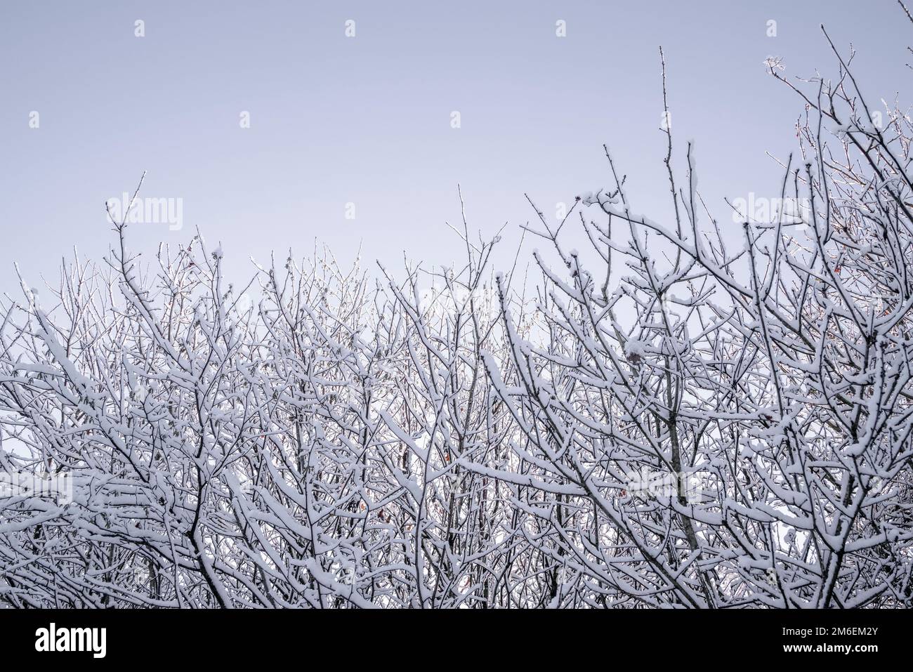 Ramoscelli e rami ricoperti di neve che raggiungono il cielo azzurro Foto Stock