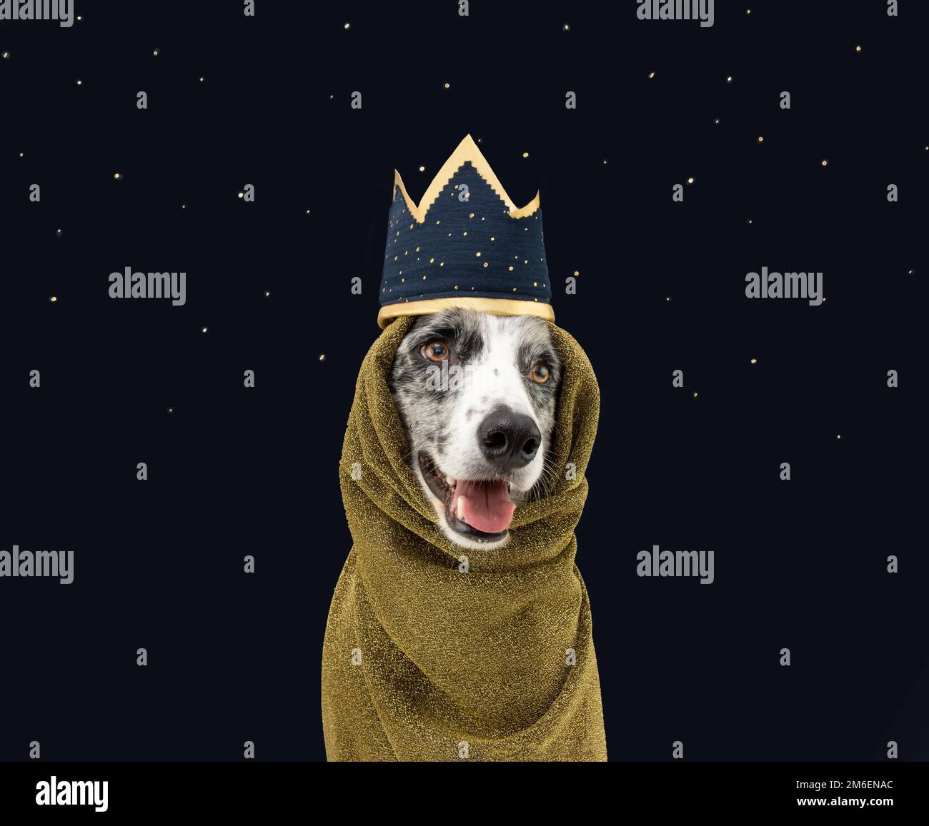 Border collie cane che celebra tre uomini saggi Orient vestito con un costume corona. Isolato su sfondo blu scuro Foto Stock