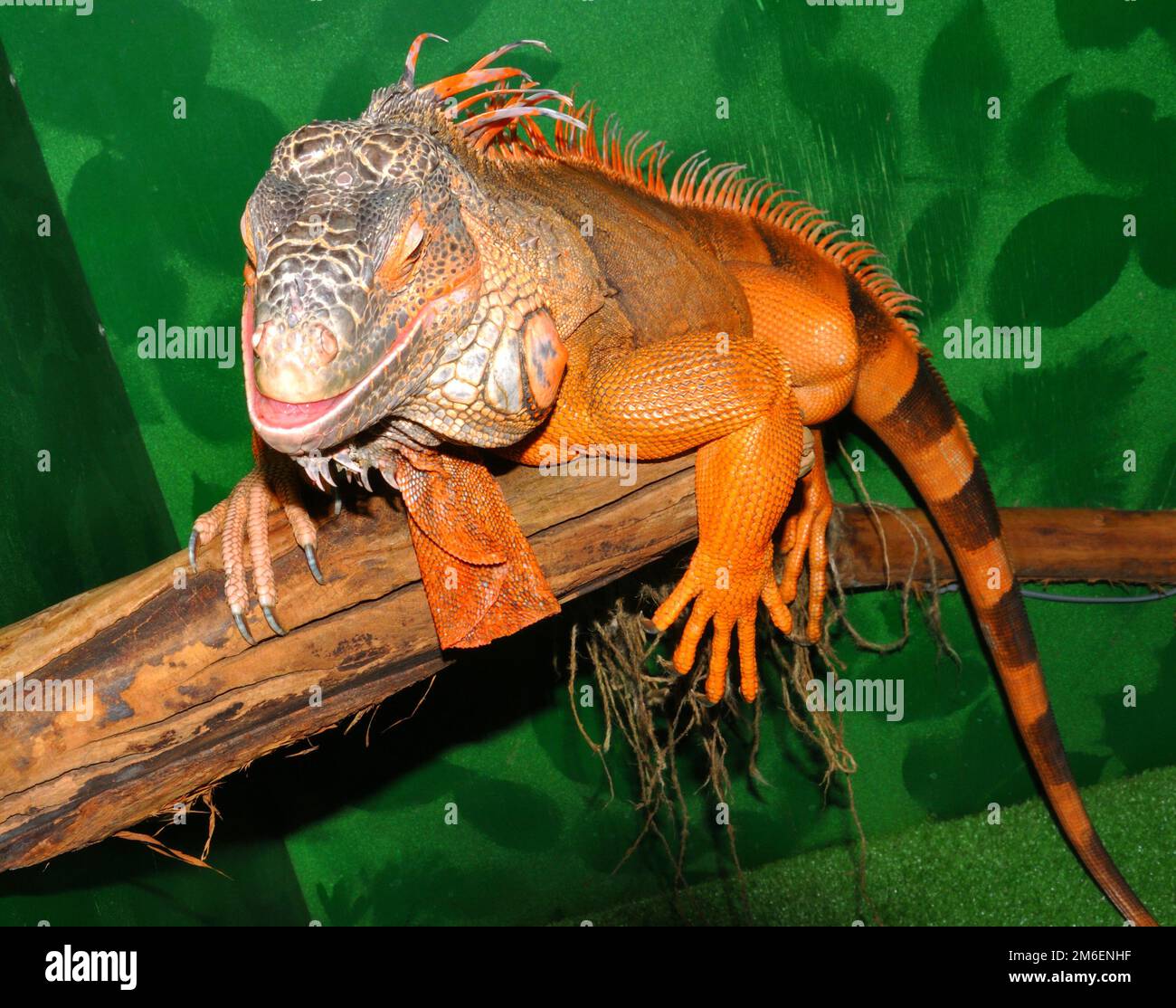 Iguana rossa - iguana verde morph (latino Iguana iguana) è una grande lucertola erbivora della iguana f Foto Stock
