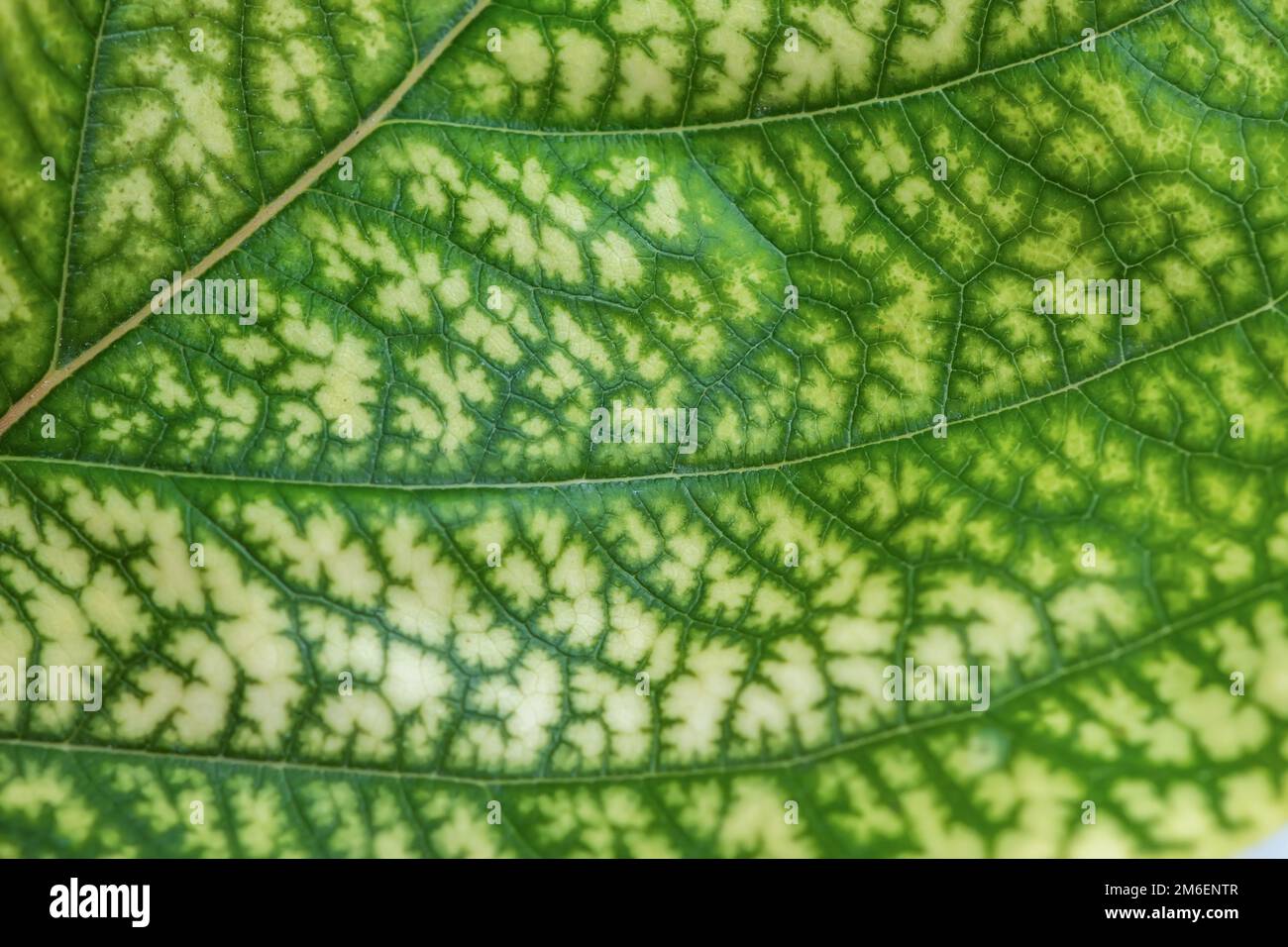 Particolare della struttura retroilluminata e del disegno di una pianta a foglia di fico, le vene formano una struttura simile a quella di un albero verde. Foto Stock