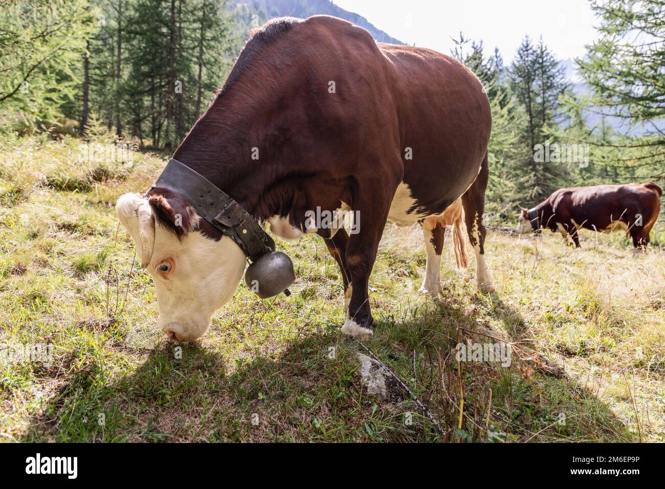 2 affascinanti mucche con pelli brune con grandi campane di metallo su ampi listini di pelle intorno al collo mordente erba in prato alpino, vista ravvicinata, Aost Foto Stock