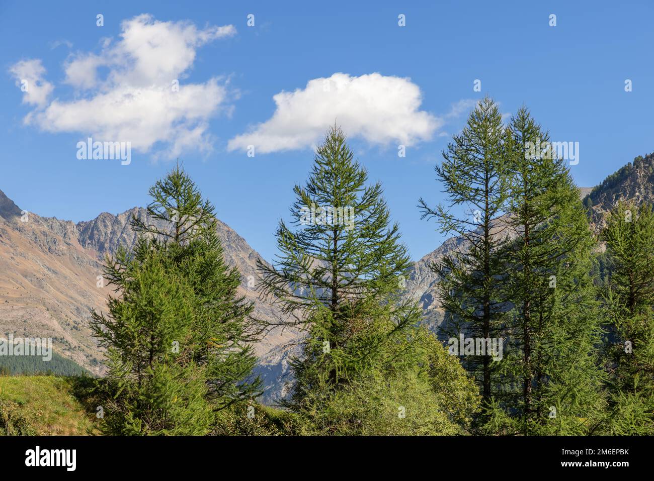 Cime sempreverdi alti pini sullo sfondo di rocce alpine di granito calvo e cielo blu con nuvole bianche, Cogne, Valle d'Aosta, Italia Foto Stock