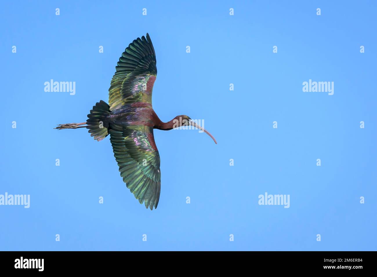 Glossy ibis (Plegadis Falcinellus) che vola contro il cielo blu, Venice Area Audubon Rookery, Florida, USA. Foto Stock