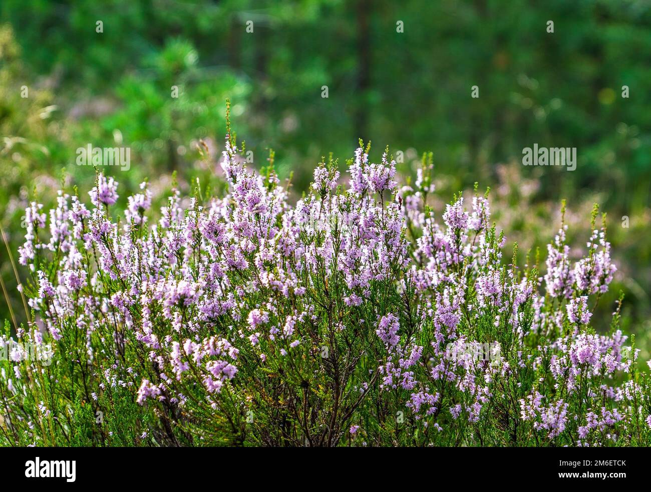 Fiori di foresta di Heather in una radura soleggiato . Foto Stock