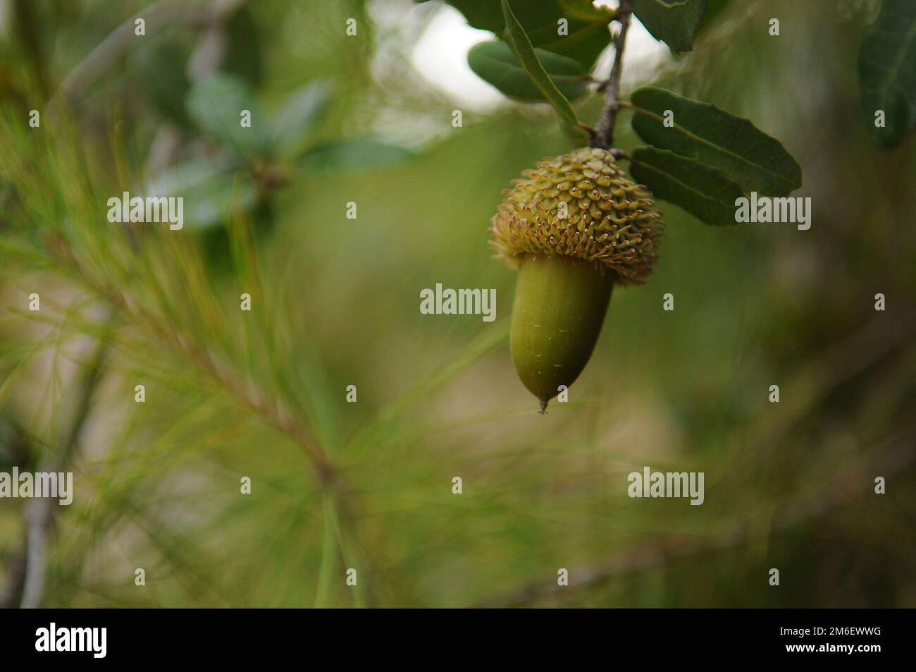 L'acorno o la noce di acero su un ramo di quercia con foglie verdi. L'acorno è il dado delle querce e i loro parenti stretti generi Quercus e Litocarp Foto Stock