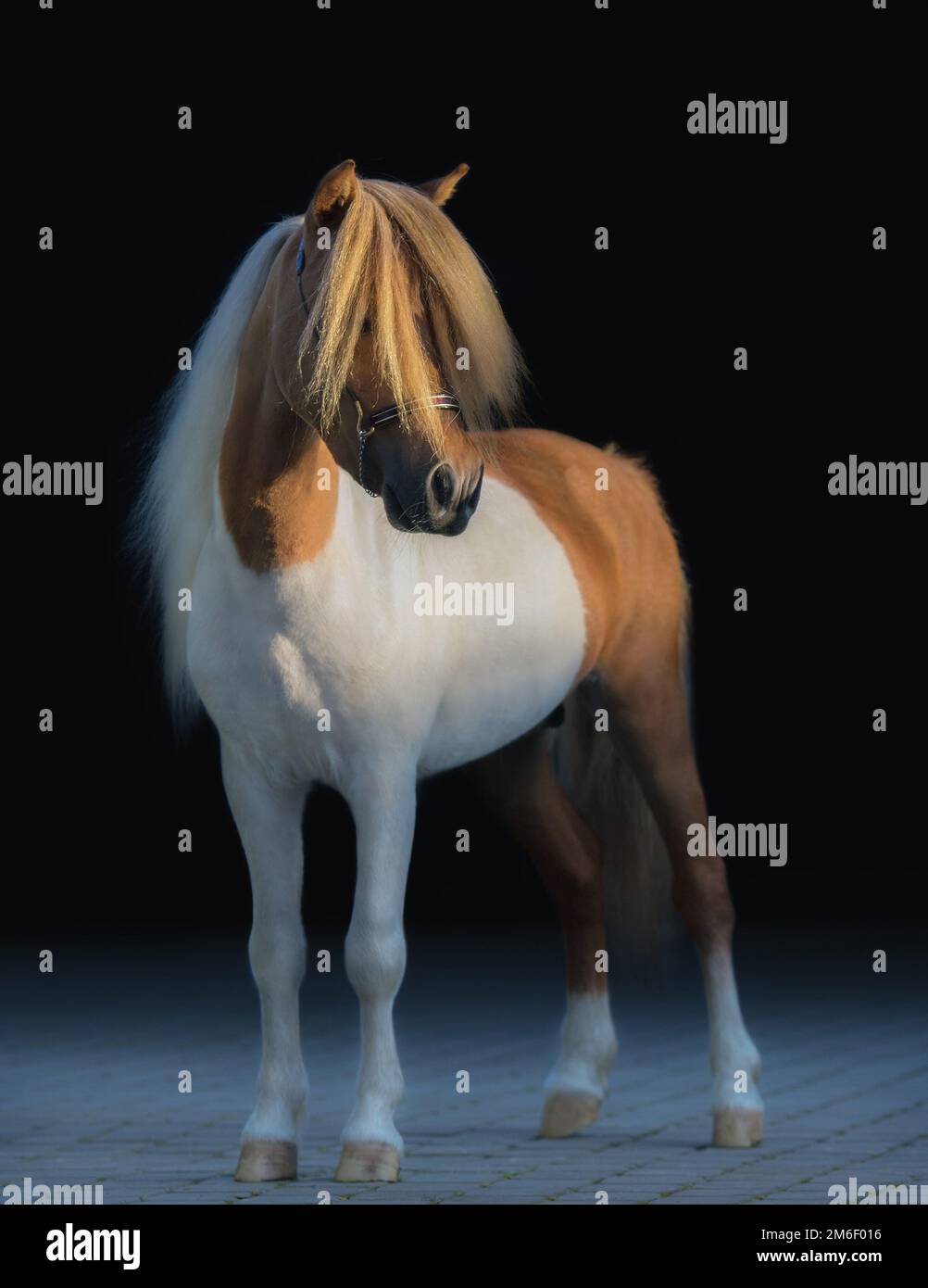 American Miniature Horse. Stallone Pinto con lunga criniera bianca e giacione d'oro. Foto Stock