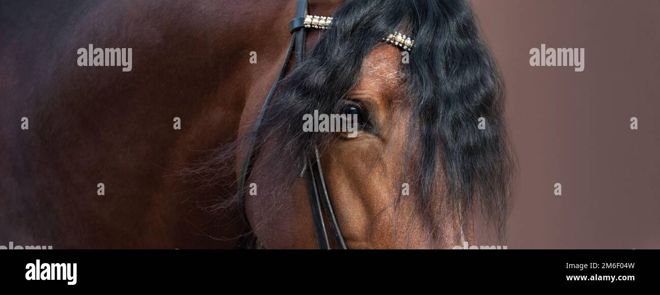 Primo piano immagine di occhio, testa e collo della baia cavallo andaluso. Foto Stock