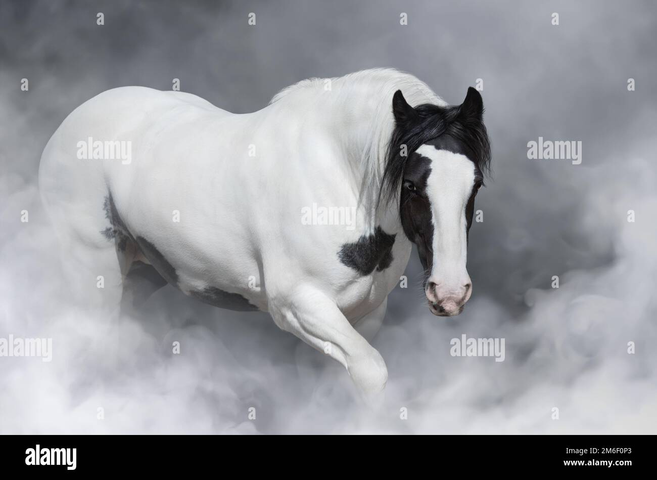 Ritratto di cavallo irlandese tinker in fumo chiaro. Foto Stock