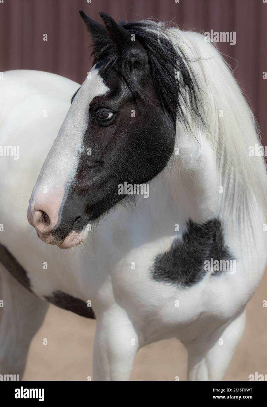 Ritratto di tinker irlandese o cavallo tradizionale zingaro. Foto Stock