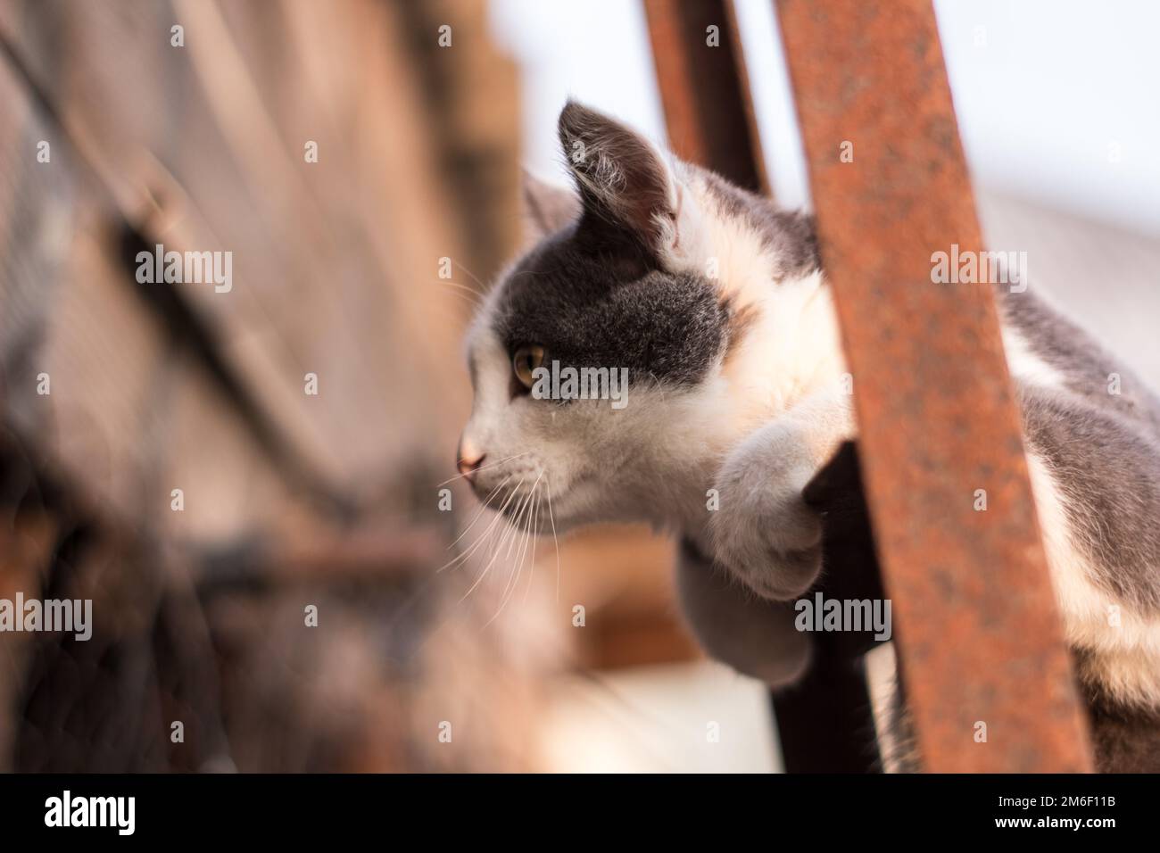 Gattino macchiato sulle scale nella recinzione Foto Stock