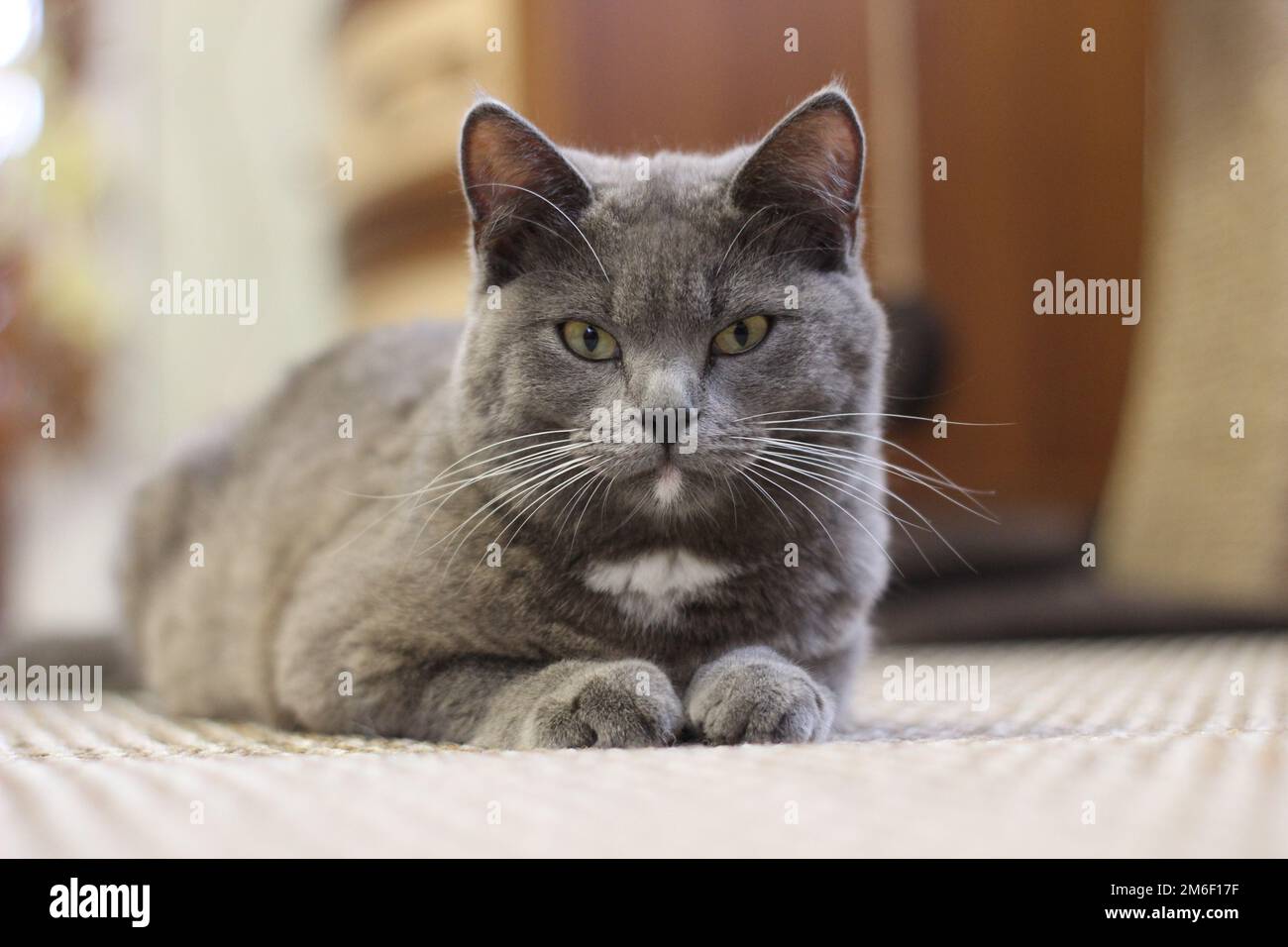 Gatto grigio giacente sul pavimento, gatto con capelli d'argento, gatto giovane inglese sul pavimento Foto Stock