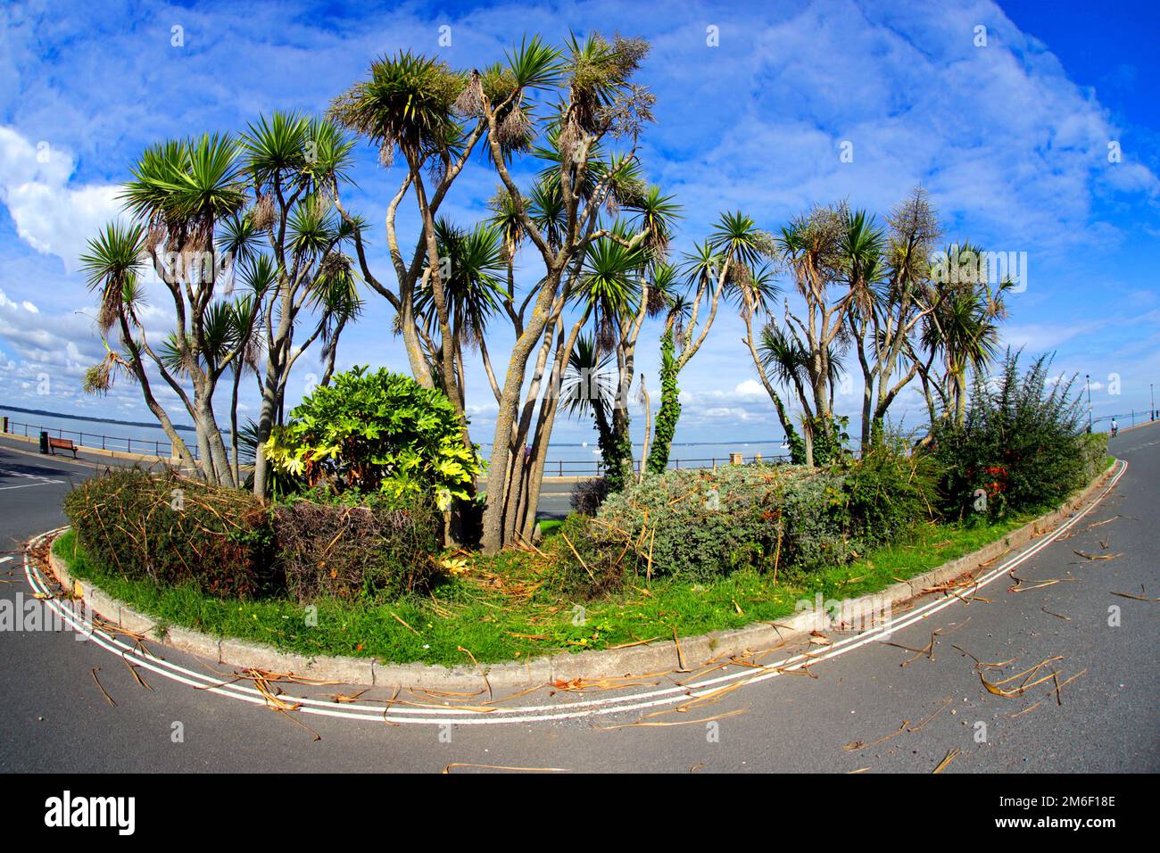 Micro,clima,mare,palme,alberi,Cowes,Isola di Wight,Inghilterra,Regno Unito, Foto Stock