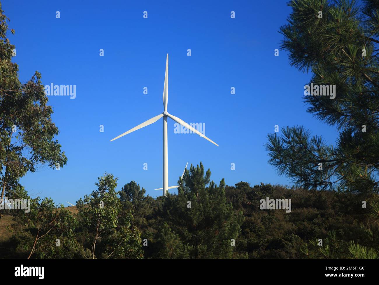 Portogallo, Sagres, Algarve. Turbine eoliche sollevate su una collina sopra una fitta foresta di eucalipti e pini, contro un cielo blu profondo. Foto Stock