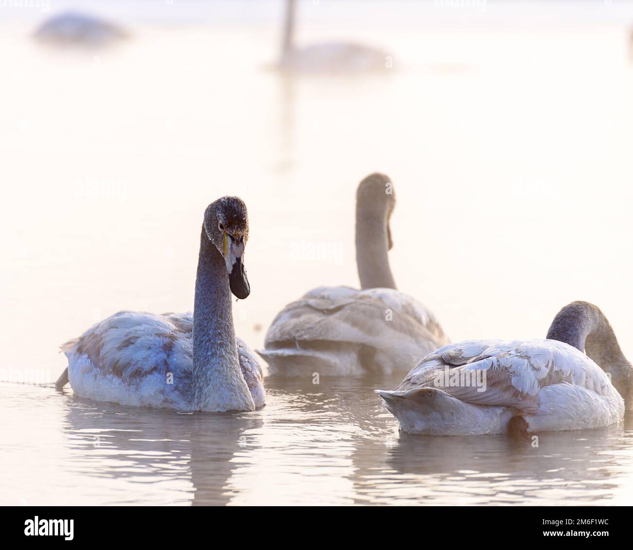 I cigni nuotano in acqua Foto Stock