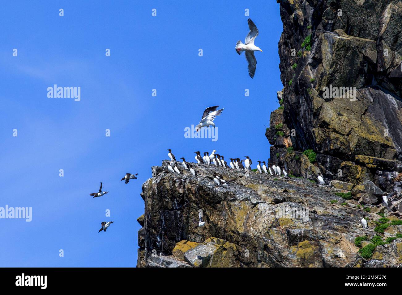 Mercato degli uccelli sulle rocce marine. Molti uccelli e cormorani sono blu su pietre e rocce sullo sfondo di un mare calmo. Foto Stock