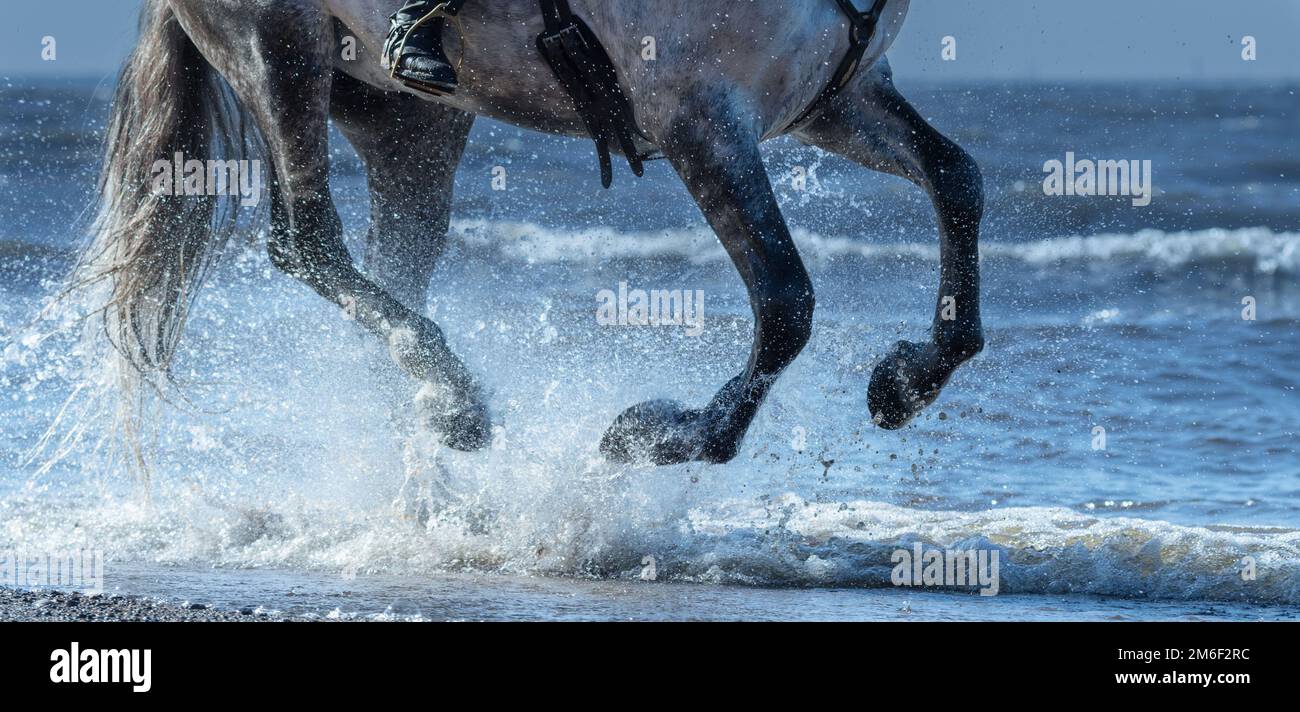 Galoppo di corsa di cavallo grigio-ananas sull'acqua. Le gambe di cavallo si avvicinano al mare con gli spruzzi. Foto Stock