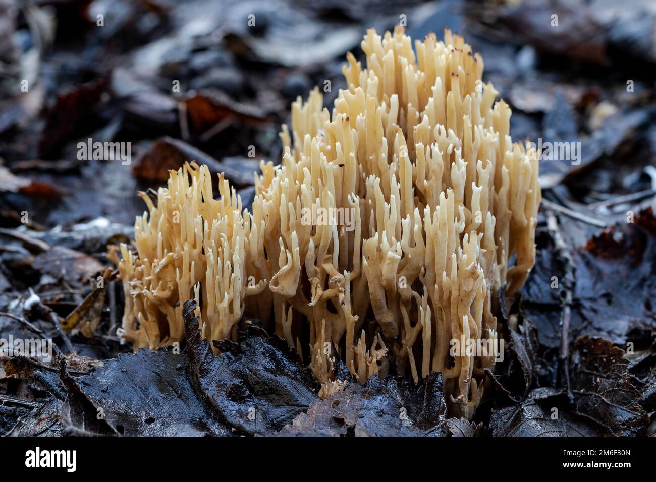 Angolo elevato di artomyces pyxidatus fungo crescere su terreno umido con foglie decadenti il giorno d'autunno nella foresta Foto Stock
