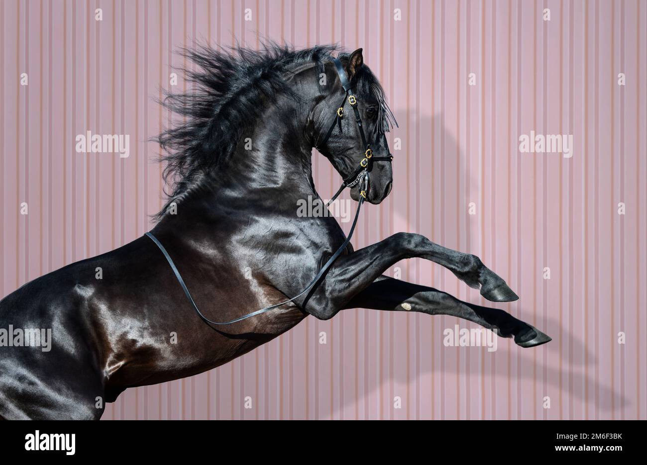 Black pura Spanish Horse su sfondo a strisce rosa scuro. Foto Stock