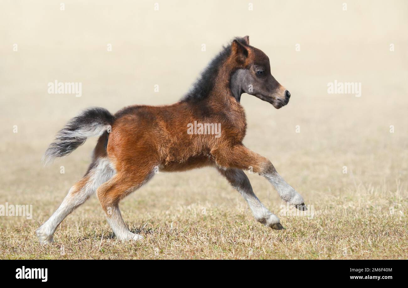 Cavallo americano in miniatura. Bay Foal in movimento. Vista laterale. Foto Stock
