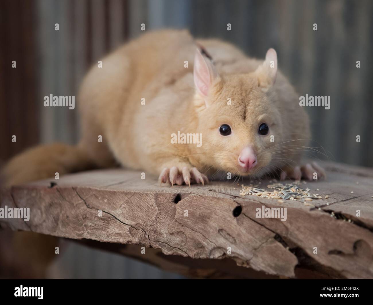 Criceto fatto in casa, simpatico roditore casa. Foto Stock