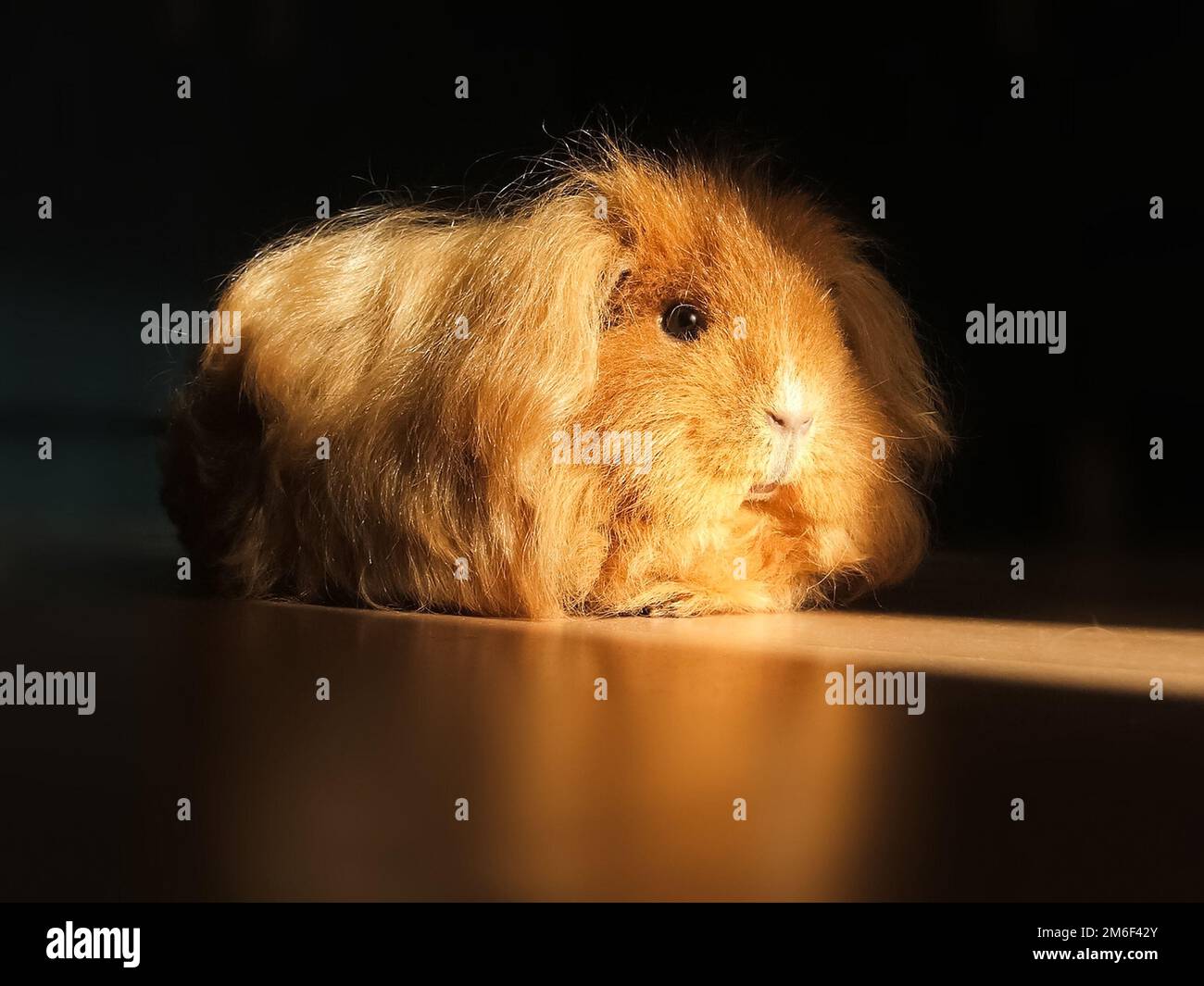 Criceto fatto in casa, simpatico roditore casa. Foto Stock